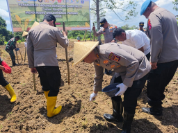 Realisasi Swasembada Pangan, Polres Bontang Tanam Jagung