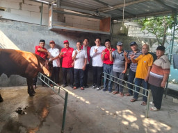 DPD PDIP Jatim Salurkan Sapi Kurban ke Masjid di Mulyorejo