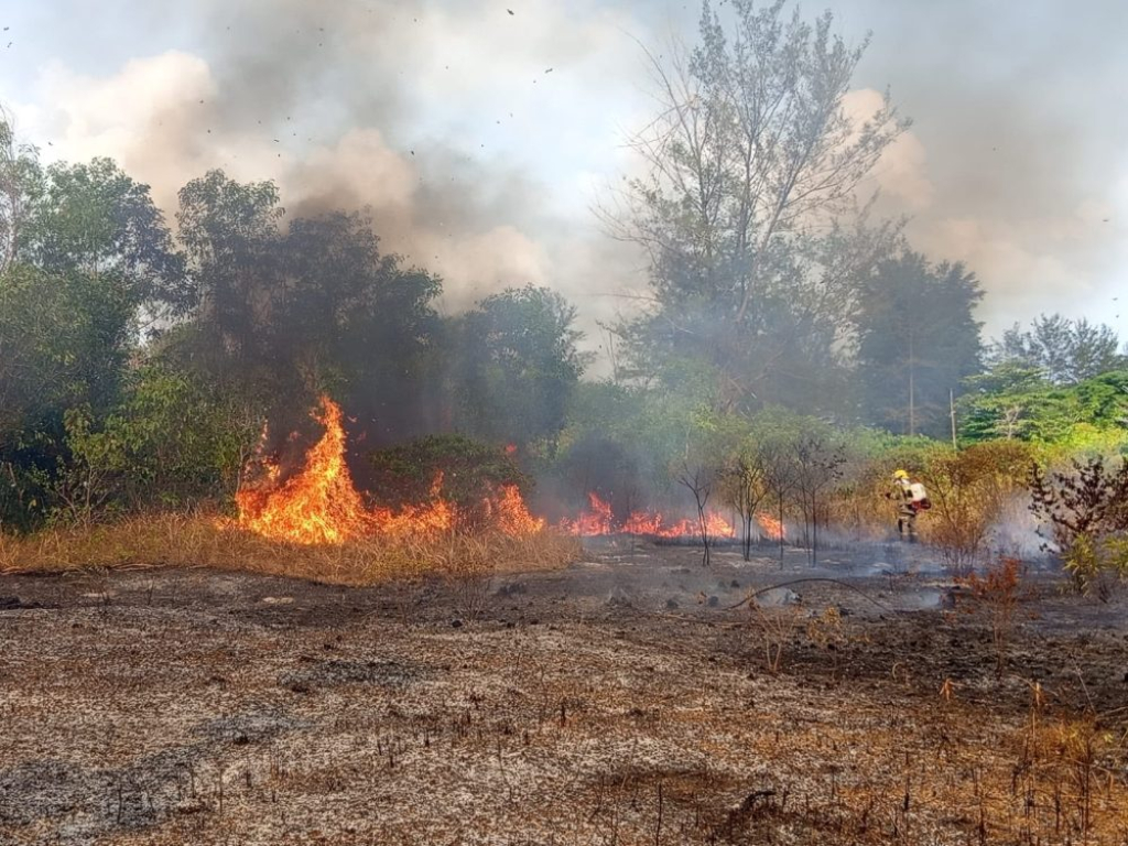 Puncak Kemarau Picu Kebakaran Hutan dan Lahan di Papua