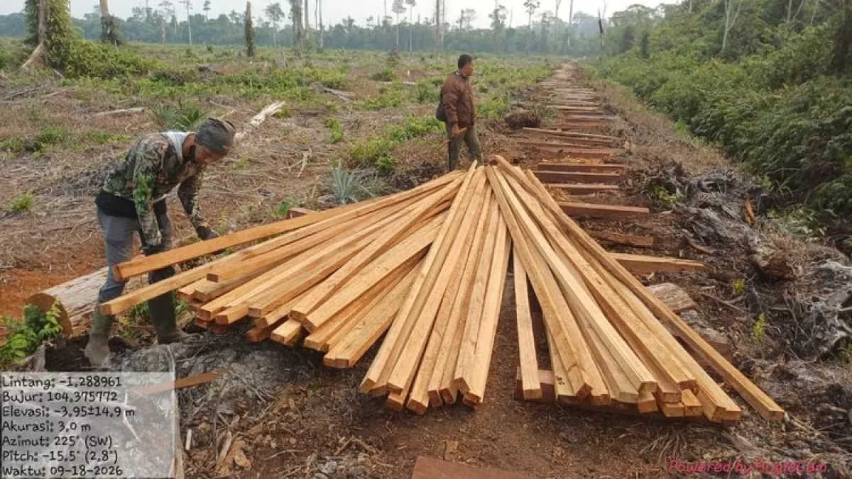 Barang bukti kayu hasil pembalakan liar yang berhasil diamankan. (Kemenhut)