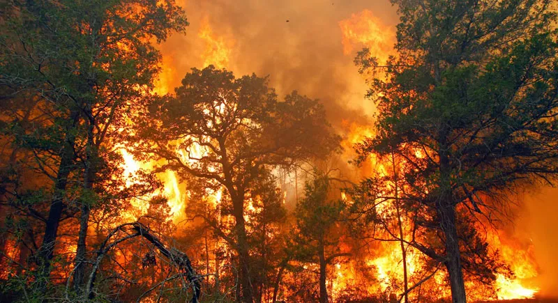 Kebakaran hutan dan lahan. (ist)