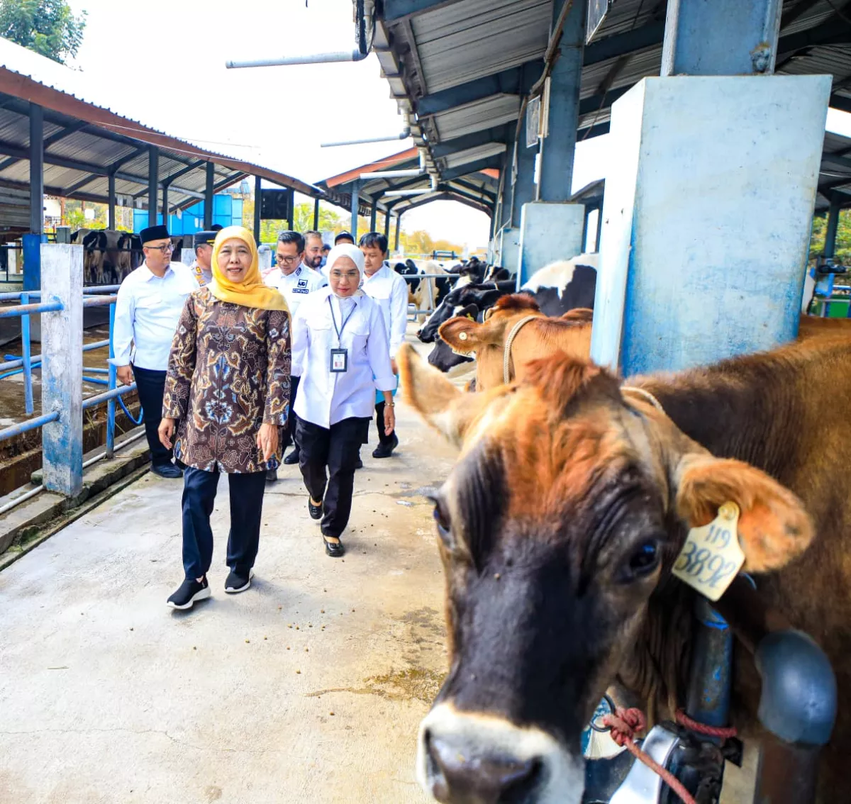 Khofifah Genjot Produktivitas Sapi Perah Jatim
