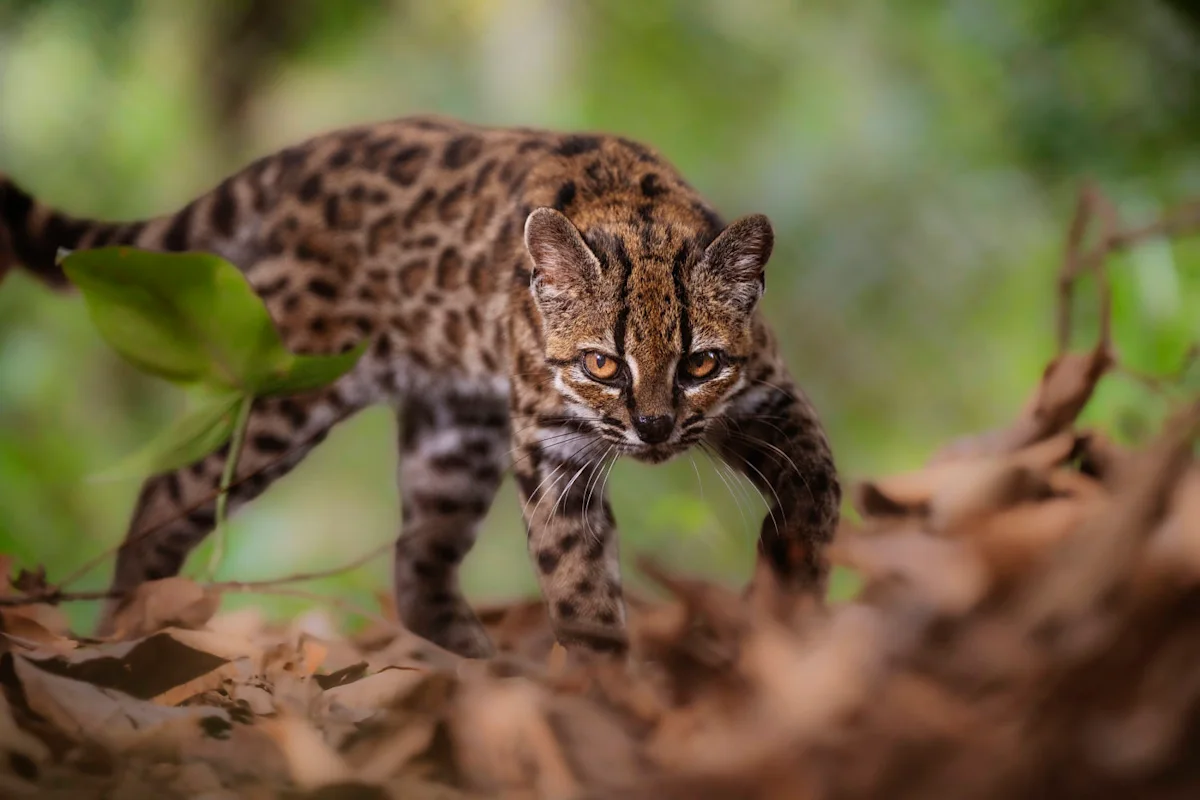 Leopardus Ticalyo (National Geographic)