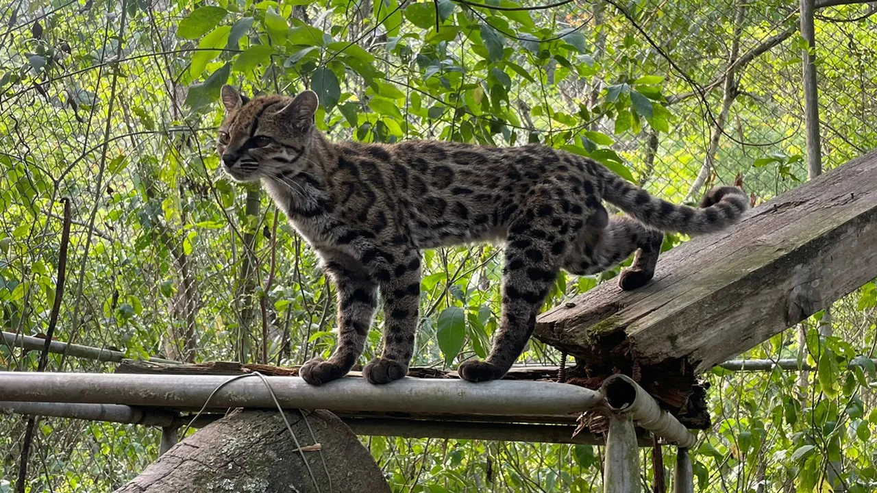 Ilmuwan Temukan Spesies Kucing Liar Baru di Hutan Bolivia