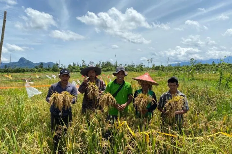 Kementan: Indonesia Punya Banyak Varietas Padi Unggul Hasil Kolaborasi dengan BRIN